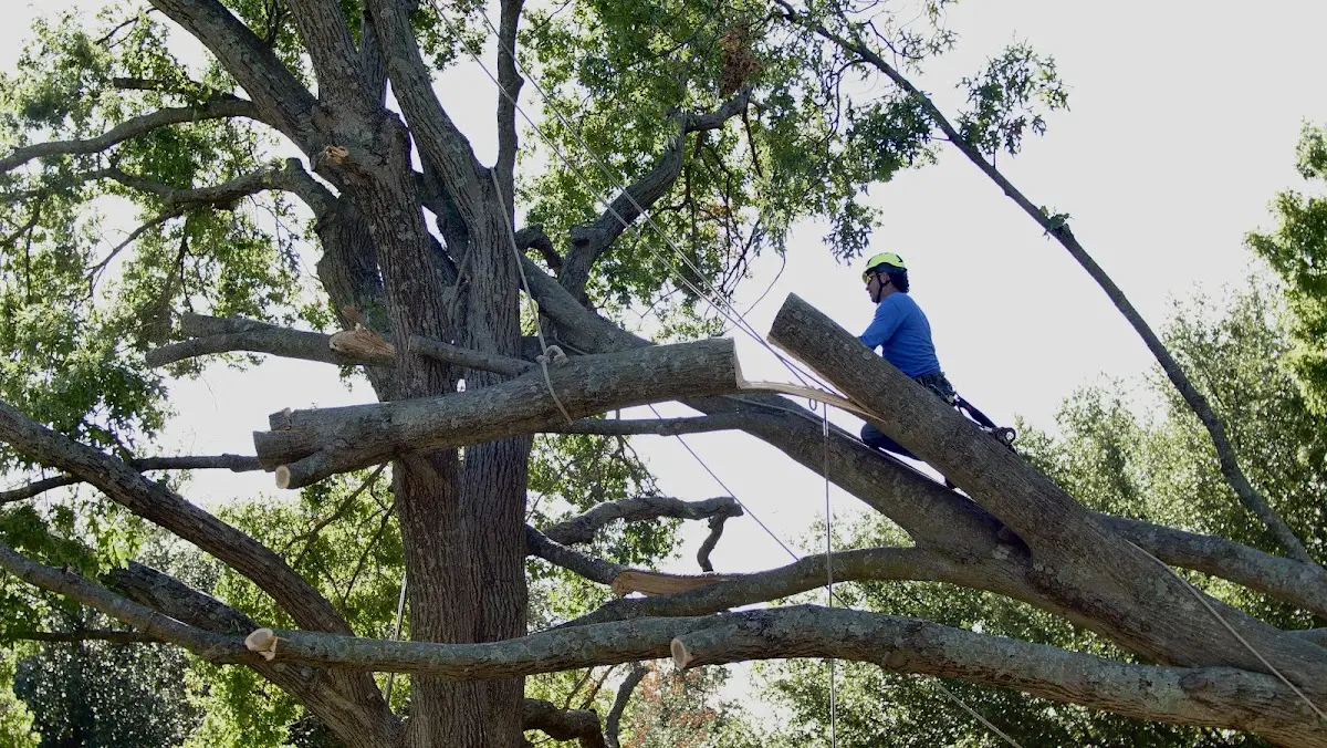 Professional Crown Thinning performed by certified arborists in Southington