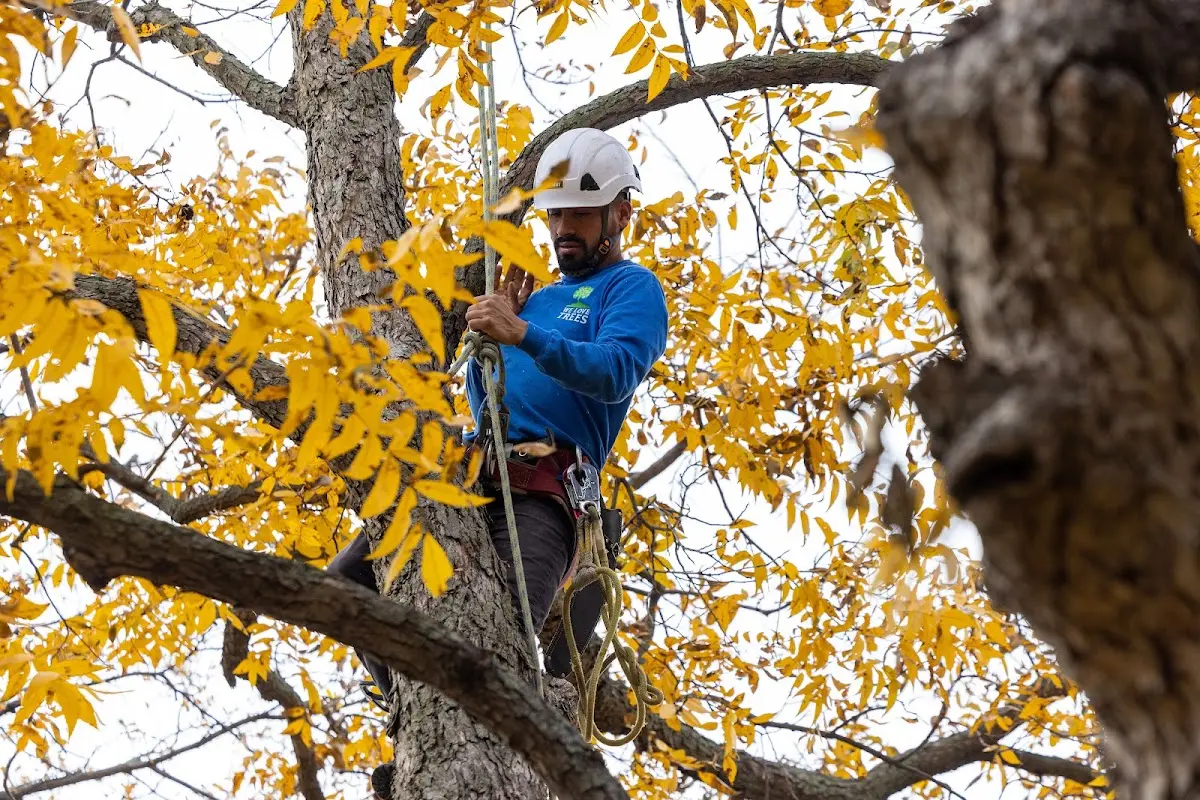 Skilled Tree Planing crew working in Southington